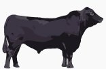 Angus